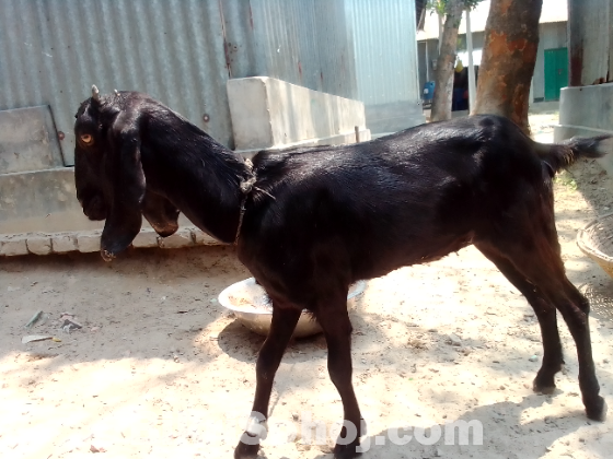 ছাগল বিক্রয় করা হবে